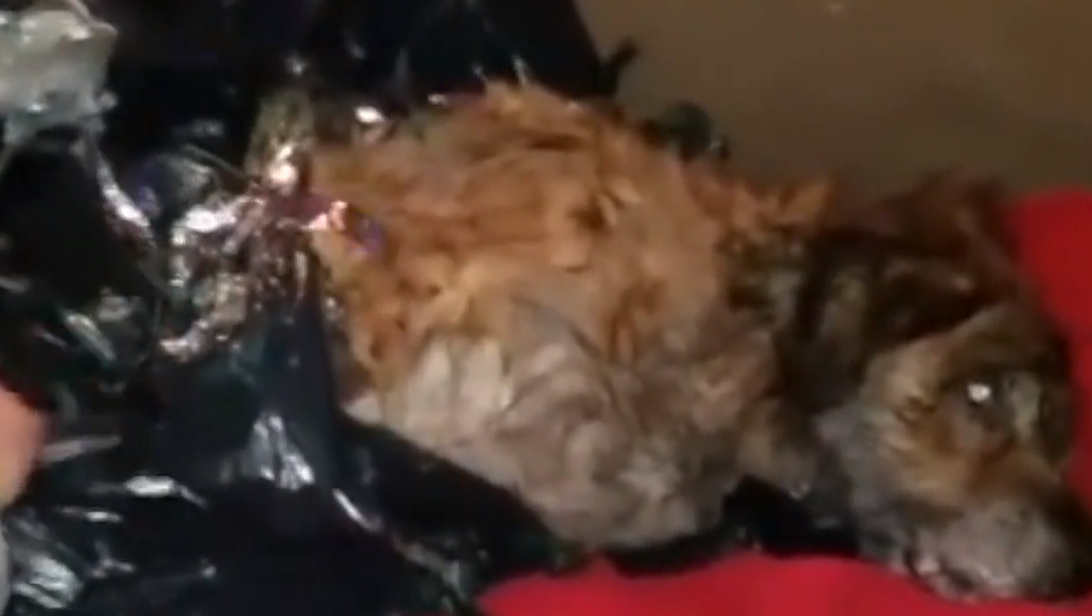 Dog recovering after being left for dead in a trash bag