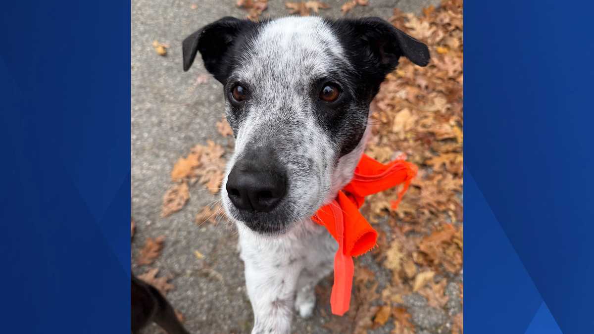 Dog shot with lead pellet in Eliot; Maine Warden Service investigating