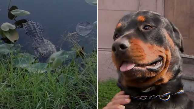 Florida woman fights off alligator to protect her dog - Vimarsana News