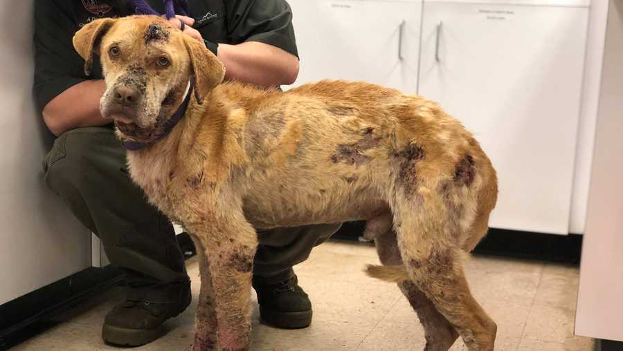 SNAP, MAP, and CALL: GBHS urging public to report animal cruelty after dog rescue in Ensley SNAP, MAP, and CALL: GBHS urging public to report animal cruelty after dog rescue in Ensley