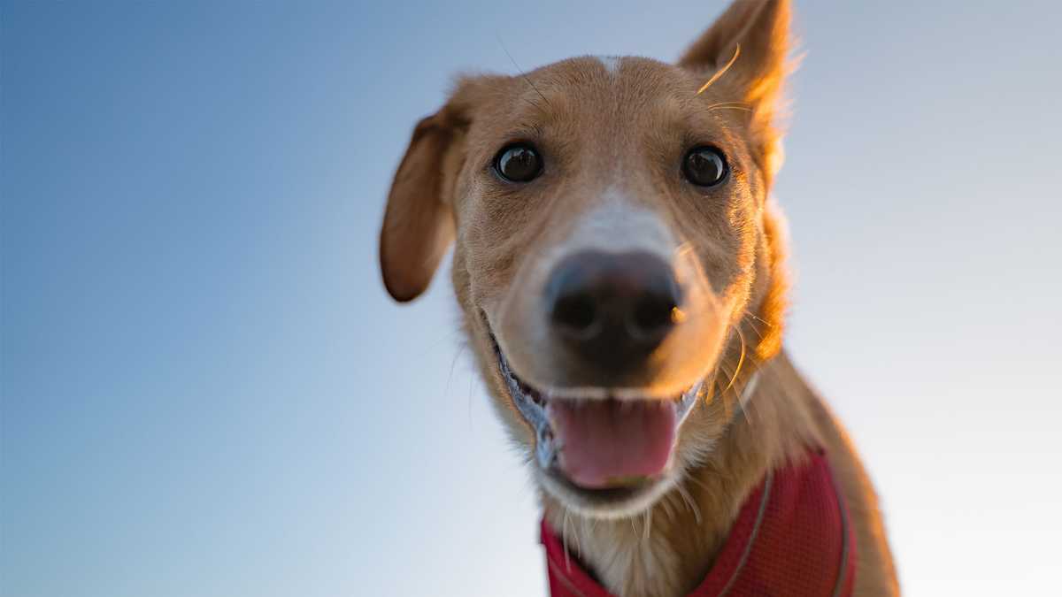 Ask 8 Investigates: if your dog is bit by another dog, who pays the veterinary bill?