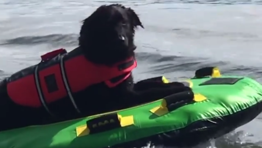 Video Dog enjoys tubing on Province Lake in New Hampshire