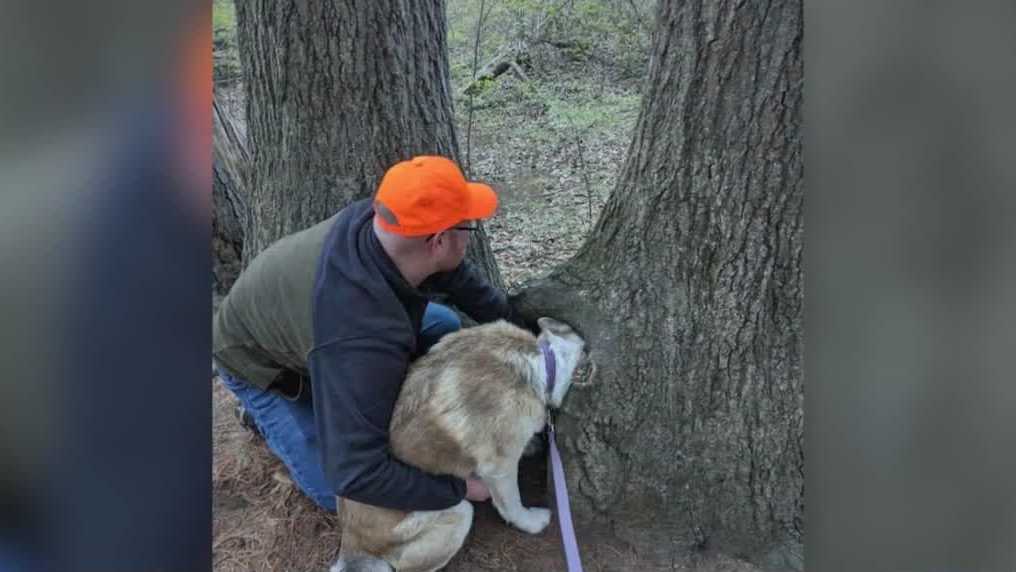 Dog rescue: Firefighters pull dog out of tree - Vimarsana News