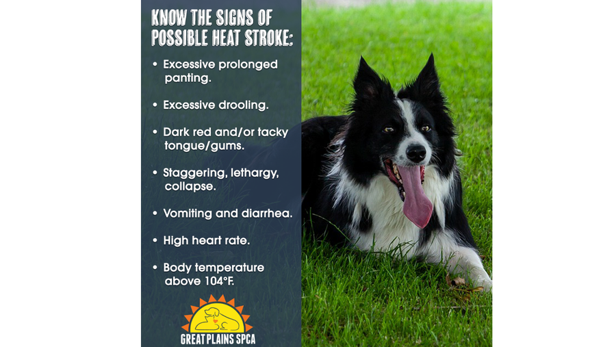 Know the signs of possible heat stroke in dogs