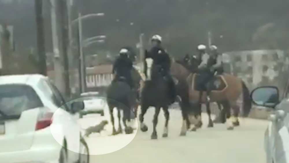 Warrants issued for two men after dog attacks police horse in Wilmerding