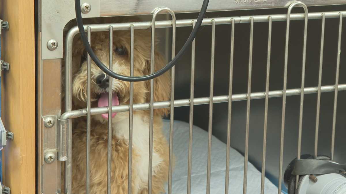 Vets urge pet owners to take precautions after mystery dog illness arises in some states