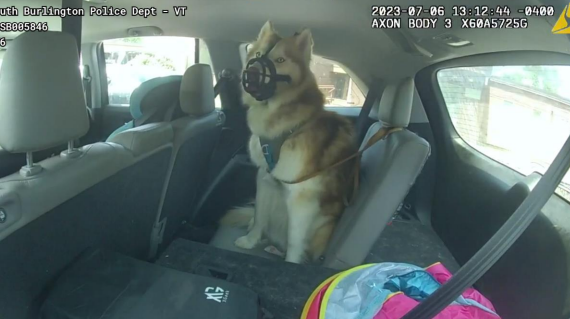 Man cited for leaving dog muzzled, tied in hot car in South Burlington - Vimarsana News