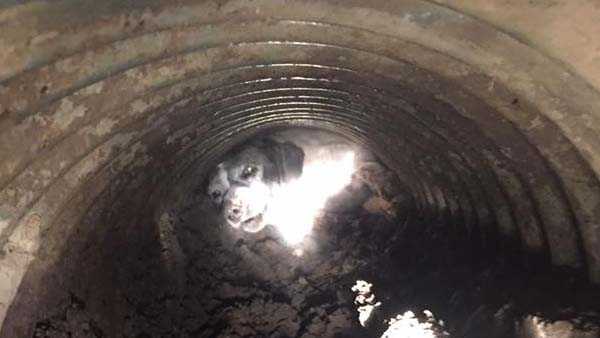 Kentucky Firefighters Save Dog Stuck In Drainpipe Kentucky Firefighters Save Dog Stuck In Drainpipe