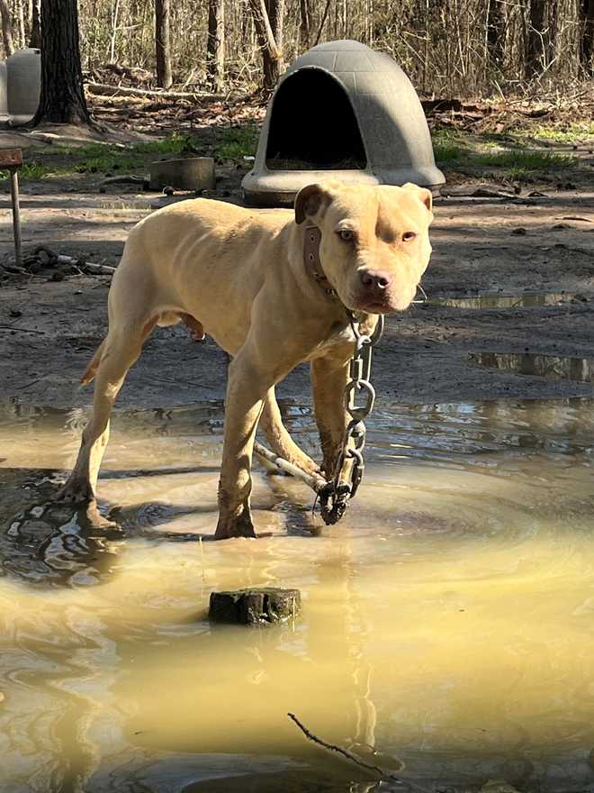 perro encadenado