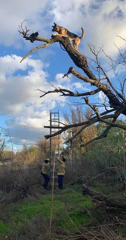 German Shepherd Gets Caught in a Tree Chasing a Cat