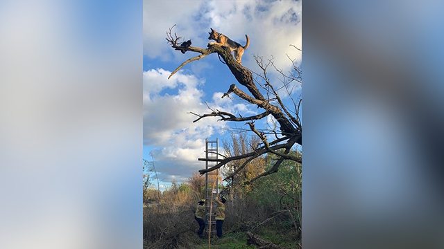 a cat stuck in a tree