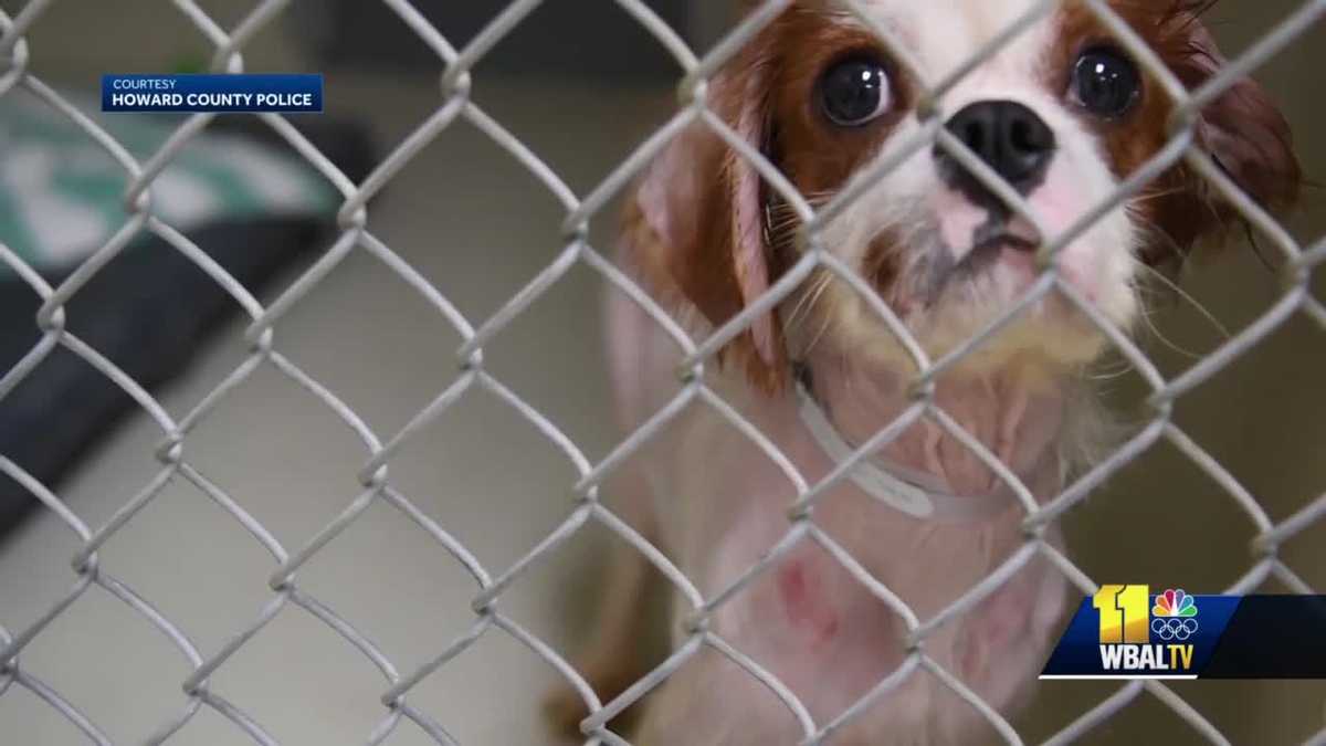 Animals remain under care after Woodbine couple charged with animal cruelty