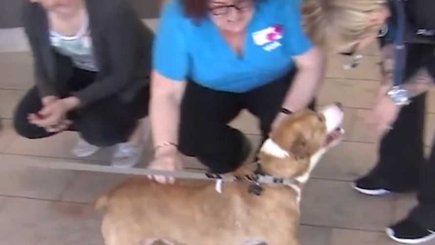 Dog found abandoned, injured in Oklahoma field recovers, goes to new home