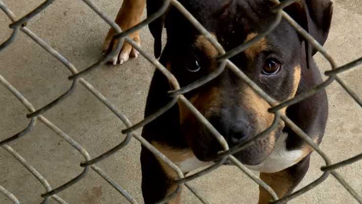 Animal abuse, cruelty an issue across Upstate, we may just not see it ...