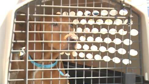 Pets rescued from Hurricane Ida up for adoption in Cincinnati