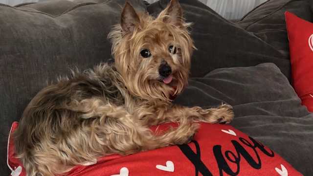 Small dog attacked by coyote while on walk in Nahant, Mass. - Vimarsana News