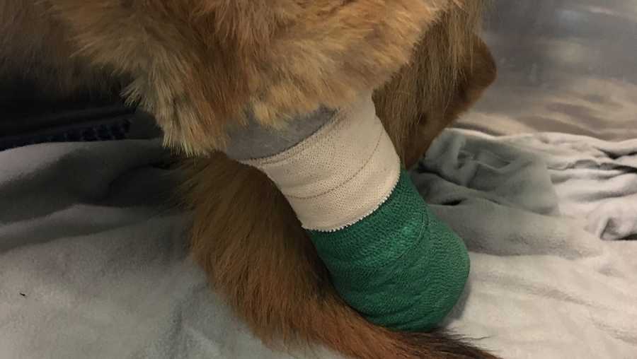 Dog with wire on leg attempted to bite off own foot to