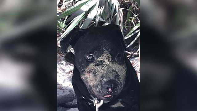More than 20 dogs rescued in Fort Pierce animal cruelty case