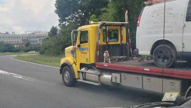 Photo Shows Dog On Back Of Moving Tow Truck On Route 128