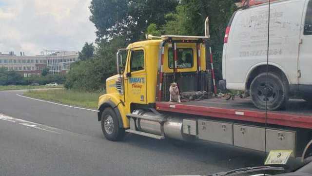 Photo Shows Dog On Back Of Moving Tow Truck On Route 128 Photo Shows Dog On Back Of Moving Tow Truck On Route 128