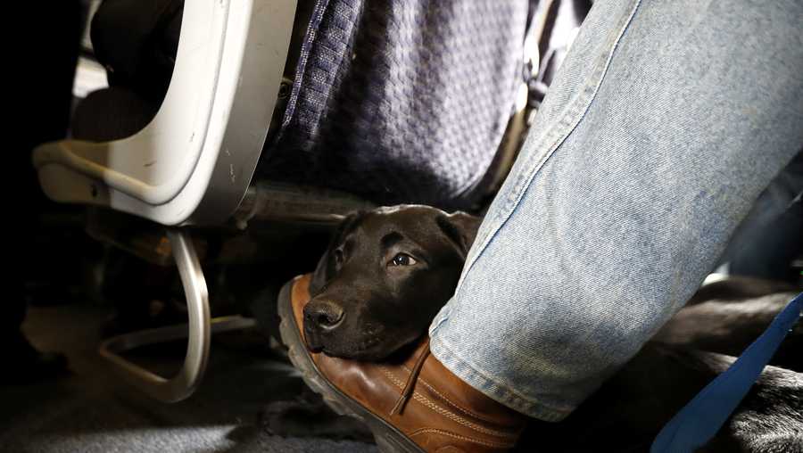 A service dog named Orlando rests on the foot of its trainer, John Reddan, of Warwick, N.Y., while sitting inside a United Airlines plane at Newark Liberty International Airport during a training exercise, Saturday, April 1, 2017, in Newark, N.J. Trainers took dogs through security check and onto a plane as part of the exercise put on by the Seeing Eye puppy program. (AP Photo/Julio Cortez)