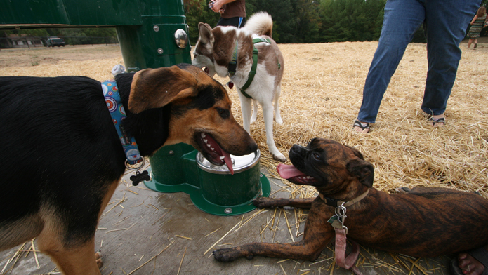 will shelters take aggressive dogs will shelters take aggressive dogs