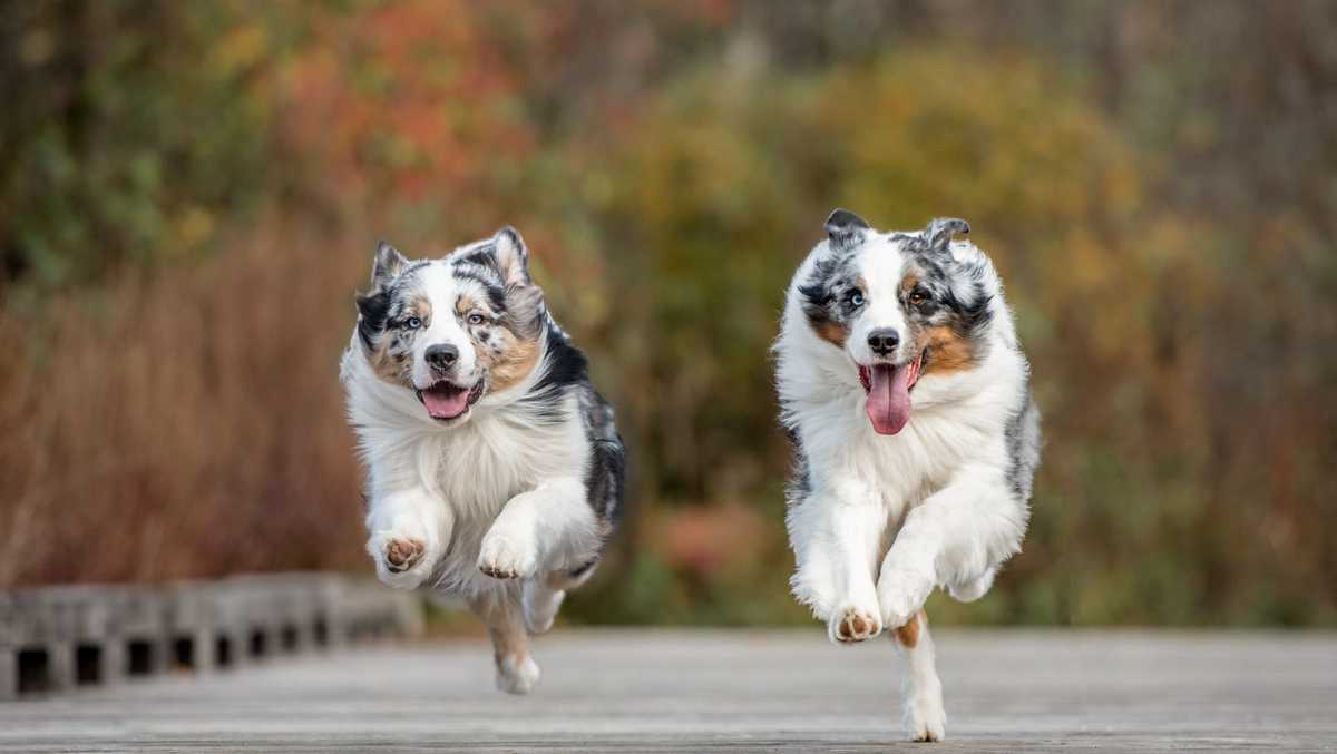 Photographing the Pets of the 603