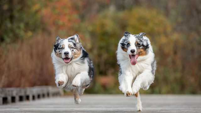Photographing the Pets of the 603 - Vimarsana News