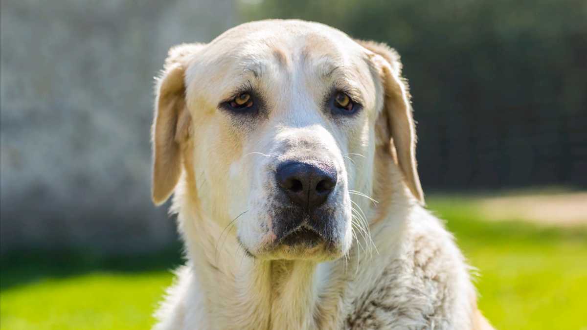 Mysterious dog illness reported in Indiana, no cases in Kentucky