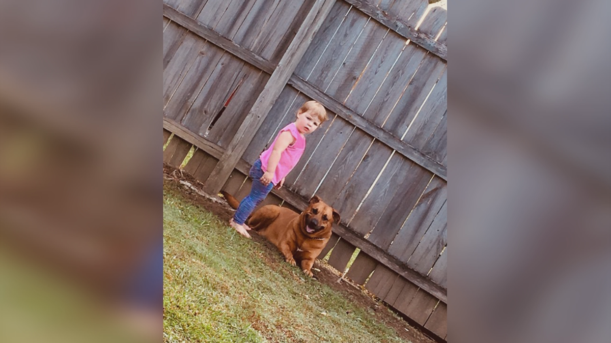 Grandfather mauled while rescuing 2yearold from family dog