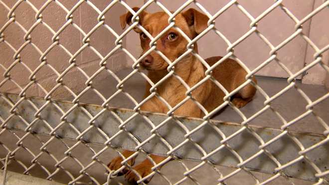 Sacramento animal shelter 'flooded with lost pets,' officials say