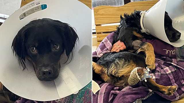 Vets amputate dog’s leg after shooting in Brooklyn Park