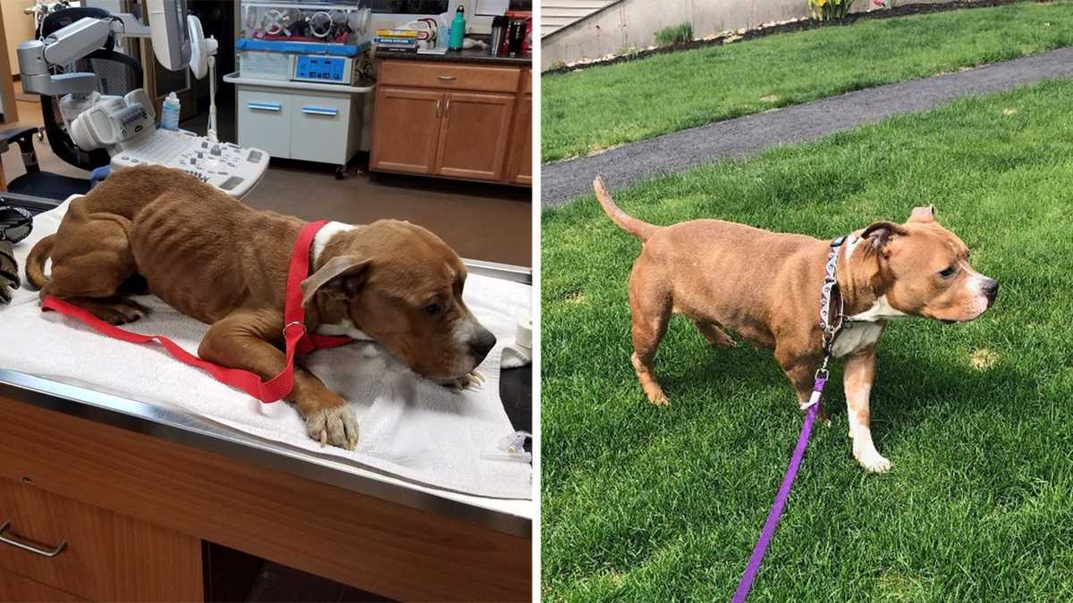 Woman charged with animal cruelty after emaciated dog found in Manchester