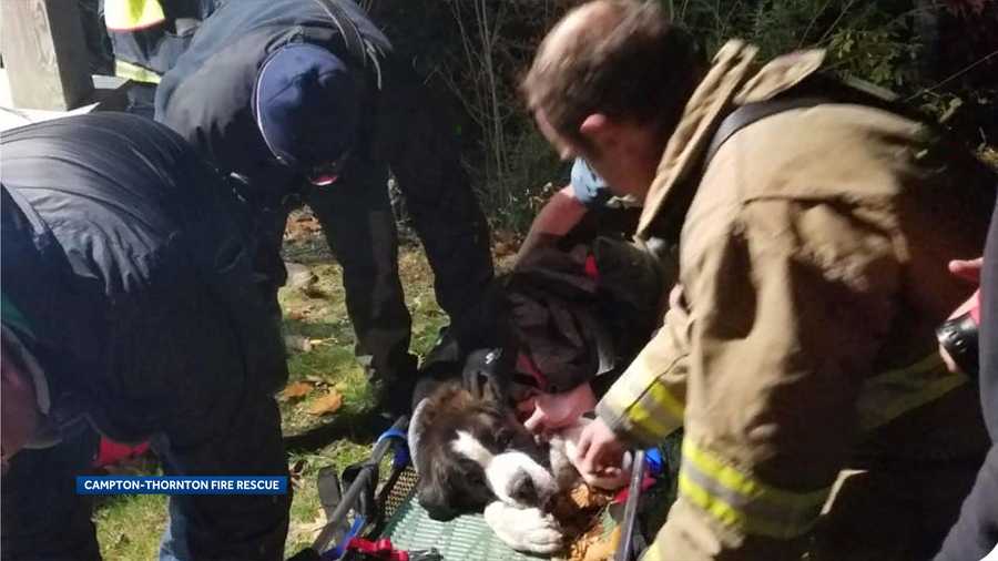 Firefighters rescue Saint Bernard that fell down embankment