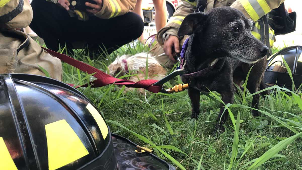 2 dogs rescued from Carmichael house fire