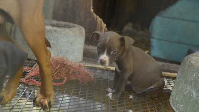 South Carolina: Largest dogfighting takedown in state history - Vimarsana News