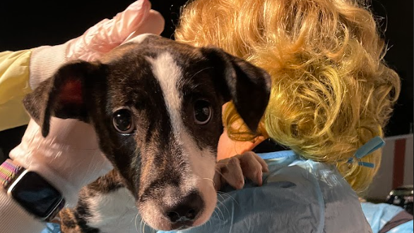 dog rescued from helene aftermath