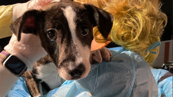 Helene Rescued Dozens of animals rescued after Helene seek homes in Massachusetts