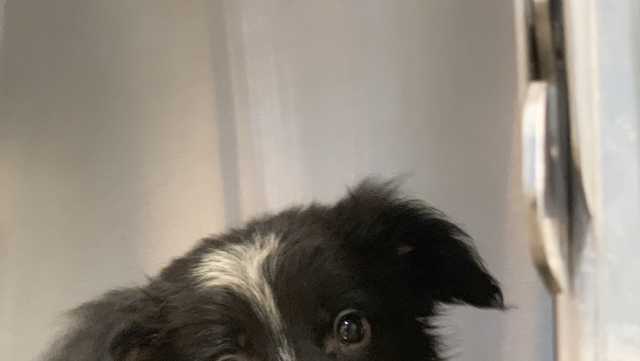 Pspca Removes 55 Dogs Including 29 Puppies From Property