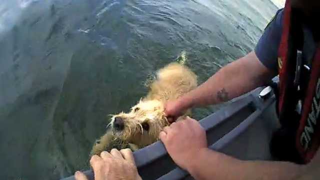 News We Love: Oklahoma City police officers save dog from Lake Hefner - Vimarsana News