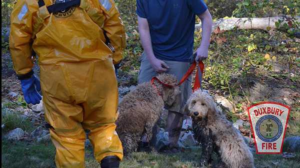 Firefighters rescue dog stuck in Duxbury marsh