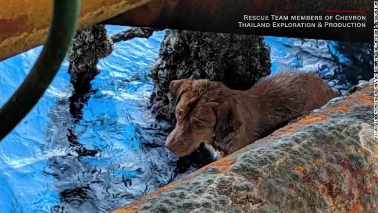 An oil rig crew rescued a dog after spotting it swimming alone in the Gulf of Thailand.