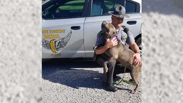 ohio trooper adopts stray dog he found after no one claims her at the shelter