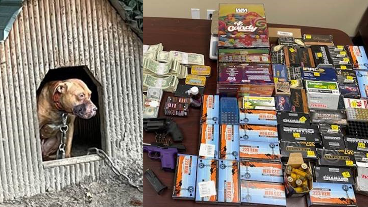 Authorities rescue 24 pit bulls, seize drugs, weapons, cash in SC dogfighting investigation