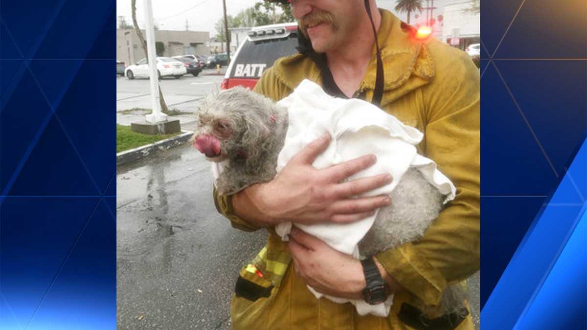 Dog pulled from California fire revived after 20 minutes