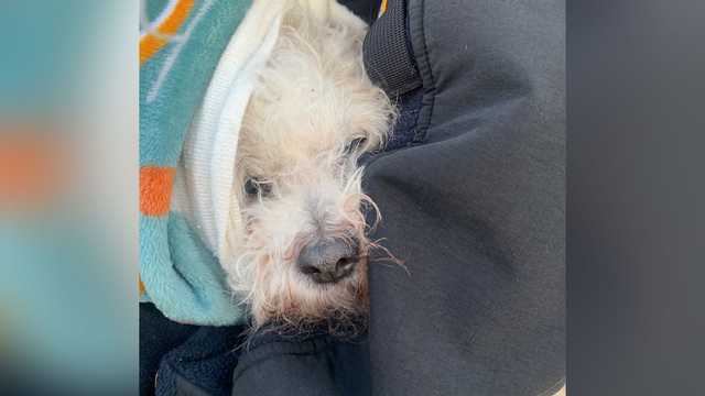 Dog rescued after falling into icy pond at Roger Williams Park - Vimarsana News