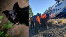 Border Collie helps find rescuers after owner falls 70 feet in Nevada County, group says