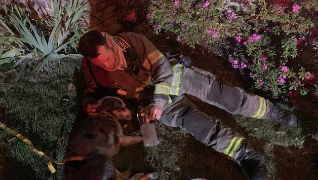 Center Point firefighters save family dog in early morning house fire ...