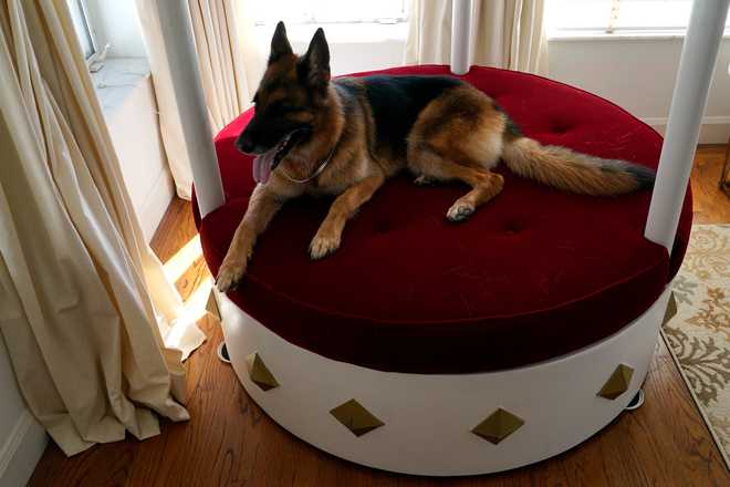 The German Shepherd Gunther VI sits on a sumptuous round, red velvet bed overlooking Biscayne Bay in the house formally owned by pop star Madonna, Monday, Nov.  15, 2021, in Miami.  Gunther VI inherited his great fortune, including the 9-bedroom waterfront home once owned by Material x20; Girl from his grandfather Gunther IV.  The property, purchased 20 years ago from the pop star, was listed for sale on Wednesday.