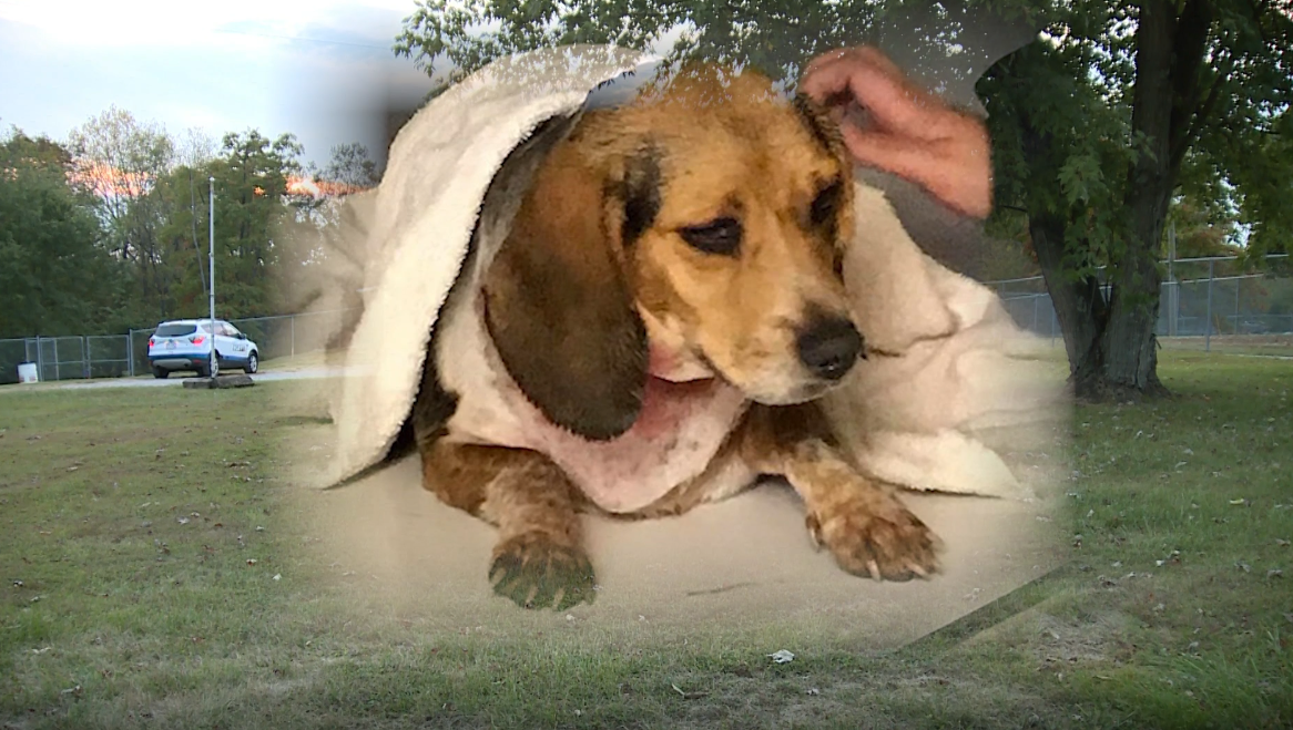 Dog with apparent gunshot wound dies